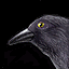 RavenIcon.png.7da65a30b496ee3918742c3d7695a414.png